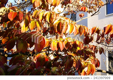 Color, autumn leaves, plants, autumn, park (Registered July 2026) Color, autumn leaves, plants, autumn, park (Registered July 2026) 141397009