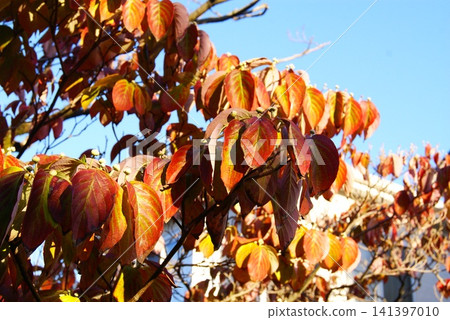 Color, autumn leaves, plants, autumn, park (Registered July 2026) 141397010