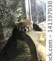 小熊貓 141397030
