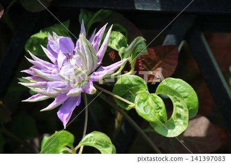 Clematis growing in a greenhouse Clematis growing in a greenhouse 141397083