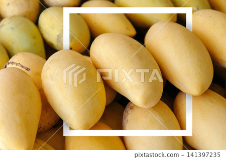 White paper frame with many ripe mangoes as a background in the market at Thailand. yellow mangoes. Tropical fruit White paper frame with many ripe mangoes as a background in the market at Thailand. yellow mangoes. Tropical fruit 141397235