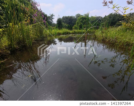 Lush Pond with Reeds and Purple Flowers under Clear Sky 141397264