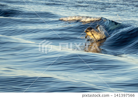 happy striped dolphins in mediterranean sea at sunset happy striped dolphins in mediterranean sea at sunset 141397566