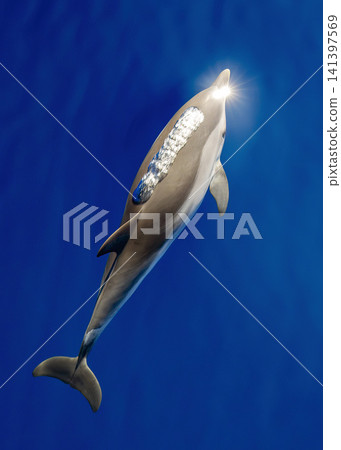 crystal sea happy striped dolphins in mediterranean sea under surface before breathing crystal sea happy striped dolphins in mediterranean sea under surface before breathing 141397569