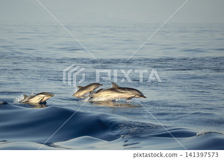 Mother and calf at sunset happy striped dolphins in mediterranean sea Mother and calf at sunset happy striped dolphins in mediterranean sea 141397573