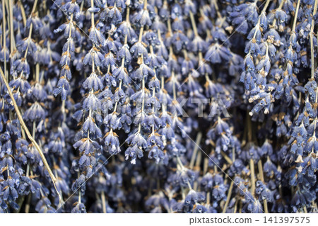 harvested purple lavander fields provence france harvested purple lavander fields provence france 141397575