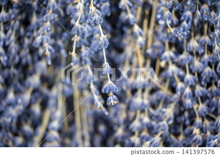 purple lavander fields provence france 141397576
