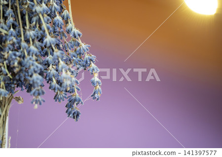 detail of purple lavander flowers provence france detail of purple lavander flowers provence france 141397577