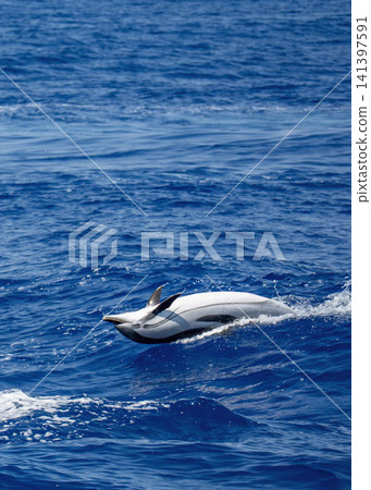 back jump of happy striped dolphins in mediterranean sea back jump of happy striped dolphins in mediterranean sea 141397591