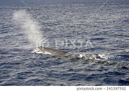 blowing spermwhale on sea surface before diving at sunset Sperm Whale in mediterranean sea blowing spermwhale on sea surface before diving at sunset Sperm Whale in mediterranean sea 141397592