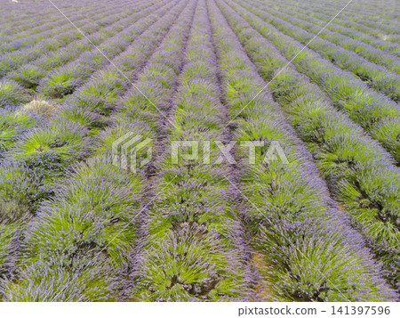 Aerial drone view of purple lavander fields provence france Aerial drone view of purple lavander fields provence france 141397596