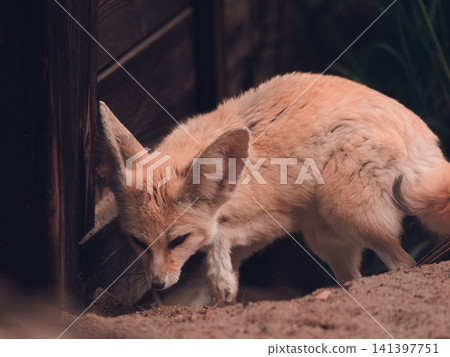 A fennec fox at the zoo diligently digs a hole with its tiny hands. A fennec fox at the zoo diligently digs a hole with its tiny hands. 141397751