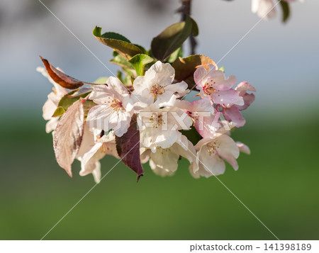 Fresh pink flowers of a blossoming apple tree with blured background Fresh pink flowers of a blossoming apple tree with blured background 141398189