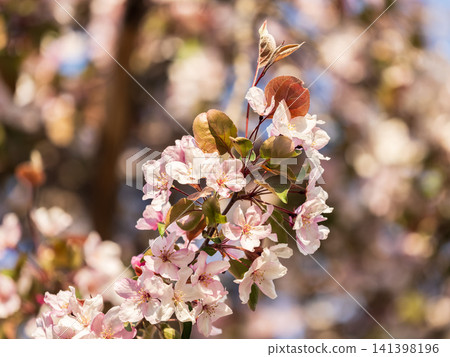 Fresh pink flowers of a blossoming apple tree with blured background Fresh pink flowers of a blossoming apple tree with blured background 141398196