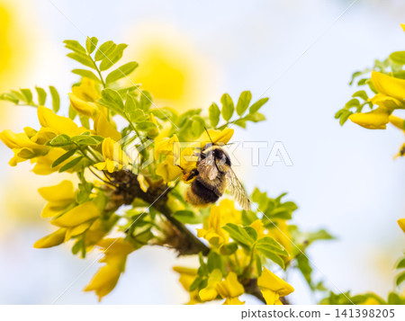 A bee collects nectar on a yellow acacia. Acacia tree branch with green leaves and yellow flowers. A bee collects nectar on a yellow acacia. Acacia tree branch with green leaves and yellow flowers. 141398205