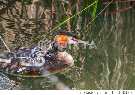 The water bird Great crested Grebe, Podiceps cristatus, swimming in the lake, and its cute babies riding on its back The water bird Great crested Grebe, Podiceps cristatus, swimming in the lake, and its cute babies riding on its back 141398339