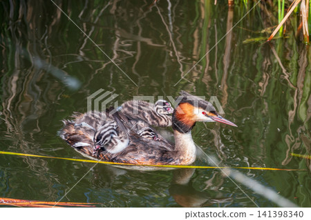 The water bird Great crested Grebe, Podiceps cristatus, swimming in the lake, and its cute babies riding on its back The water bird Great crested Grebe, Podiceps cristatus, swimming in the lake, and its cute babies riding on its back 141398340