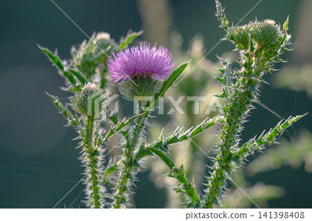 Beautiful growing flower root burdock thistle Beautiful growing flower root burdock thistle 141398408