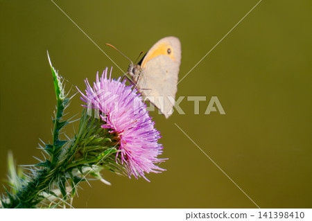 Beautiful growing flower root burdock thistle Beautiful growing flower root burdock thistle 141398410