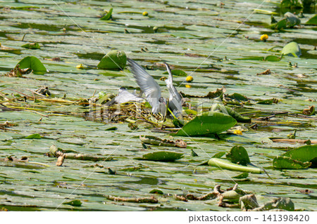 a black-headed gull's nest on water lily leaves a black-headed gull's nest on water lily leaves 141398420