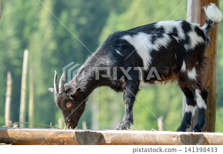 Domestic Goat (Capra aegagrus hircus), Schladminger Tauern, Europe Domestic Goat (Capra aegagrus hircus), Schladminger Tauern, Europe 141398433