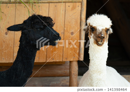 A close-up of a baby alpaca sitting A close-up of a baby alpaca sitting 141398464
