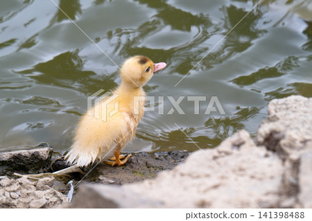newborn yellow duckling. newborn yellow duckling. 141398488