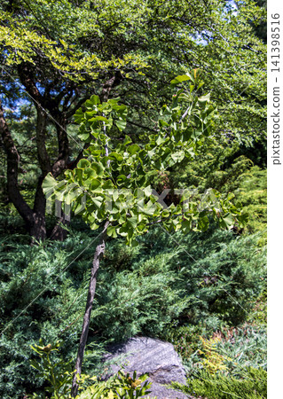 Young Ginkgo Biloba Tree Growing in a Landscaped Garden Young Ginkgo Biloba Tree Growing in a Landscaped Garden 141398516