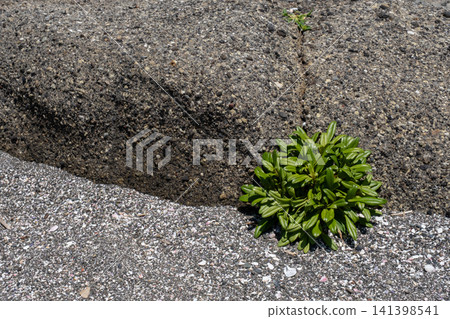 Grass growing on the rocky shore (Jogashima, Miura City) 141398541