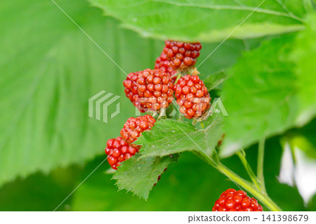 bunch of blackberries 141398679
