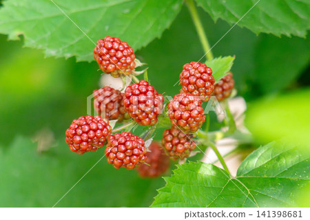 bunch of blackberries bunch of blackberries 141398681