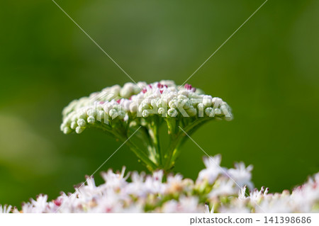 white elder flowers close-up white elder flowers close-up 141398686