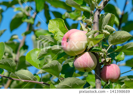 green apples on a branch green apples on a branch 141398689