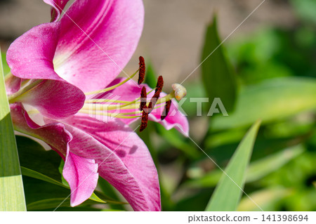 Blooming variety of daylily flower - close-up of the flower Blooming variety of daylily flower - close-up of the flower 141398694