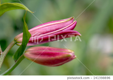 Blooming variety of daylily flower - close-up of the flower Blooming variety of daylily flower - close-up of the flower 141398696