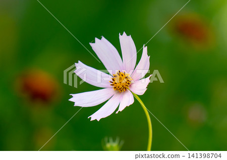 Beautiful purple Cosmos flower on green blured background. Cosmos bipinnatus, commonly called the garden cosmos Beautiful purple Cosmos flower on green blured background. Cosmos bipinnatus, commonly called the garden cosmos 141398704