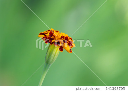 Closeup photography marigold on blured background. Closeup photography marigold on blured background. 141398705