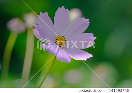 Beautiful purple Cosmos flower on green blured background. Cosmos bipinnatus, commonly called the garden cosmos Beautiful purple Cosmos flower on green blured background. Cosmos bipinnatus, commonly called the garden cosmos 141398706