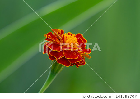 Closeup photography marigold on blured background. Closeup photography marigold on blured background. 141398707