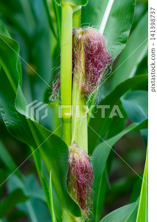 Corn field in the countryside. Growing corn. Female inflorescence Corn field in the countryside. Growing corn. Female inflorescence 141398737