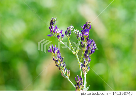 blooming alfalfa in a field 141398743