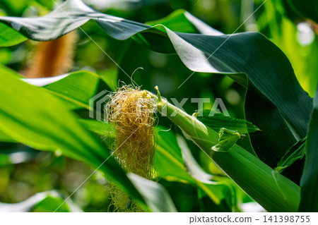 Corn field in the countryside. Growing corn. Female inflorescence Corn field in the countryside. Growing corn. Female inflorescence 141398755