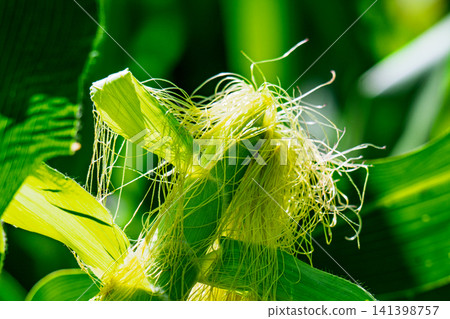 Corn field in the countryside. Growing corn. Female inflorescence Corn field in the countryside. Growing corn. Female inflorescence 141398757