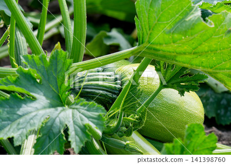 Zucchini plant in home garden 141398760