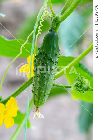 young cucumber on a branch on a net, young cucumbers young cucumber on a branch on a net, young cucumbers 141398776
