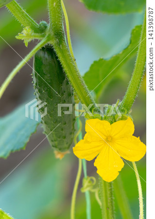 Blooming cucumber plant in the garden. Blooming cucumber plant in the garden. 141398787