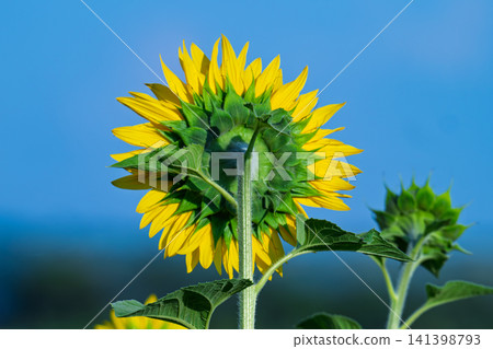 Closeup Beautiful fields with sunflowers in the summer on a sunny day. Many sunflower bloom in summer field. Closeup Beautiful fields with sunflowers in the summer on a sunny day. Many sunflower bloom in summer field. 141398793