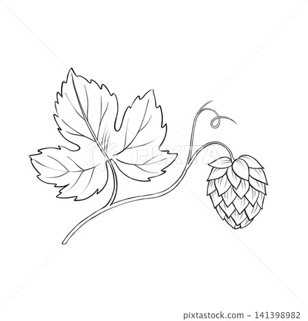 Hand-drawn hop branch with cone and leaf line art illustration Hand-drawn hop branch with cone and leaf line art illustration 141398982