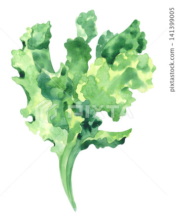 Leaf lettuce. Watercolor illustration. Handmade art work. For packaging design, cards, cover, prints, product labels and fabric. Leaf lettuce. Watercolor illustration. Handmade art work. For packaging design, cards, cover, prints, product labels and fabric. 141399005