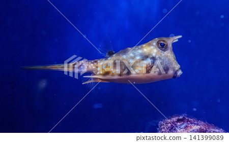 Unusual longhorn cowfish boxfish swimming near reef inside marine aquarium Unusual longhorn cowfish boxfish swimming near reef inside marine aquarium 141399089